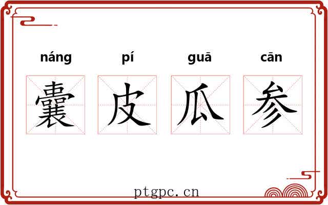 囊皮瓜参 囊皮瓜参