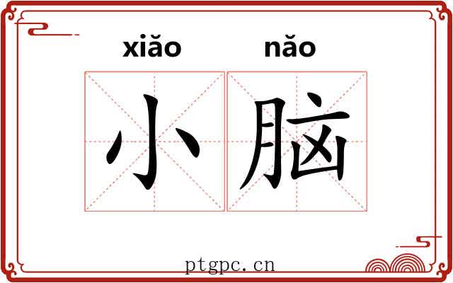 小脑 小脑