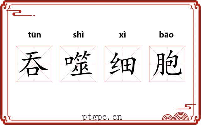 吞噬细胞 吞噬细胞