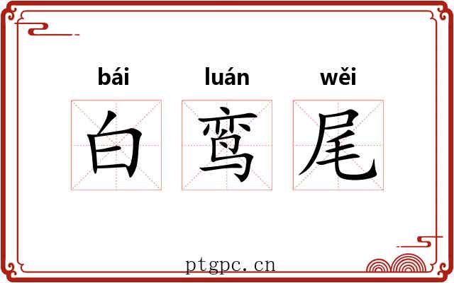 白鸾尾 白鸾尾