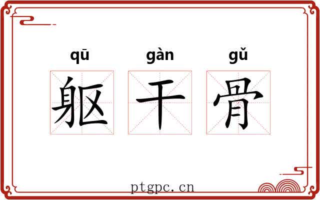 躯干骨 躯干骨