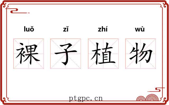 裸子植物 裸子植物