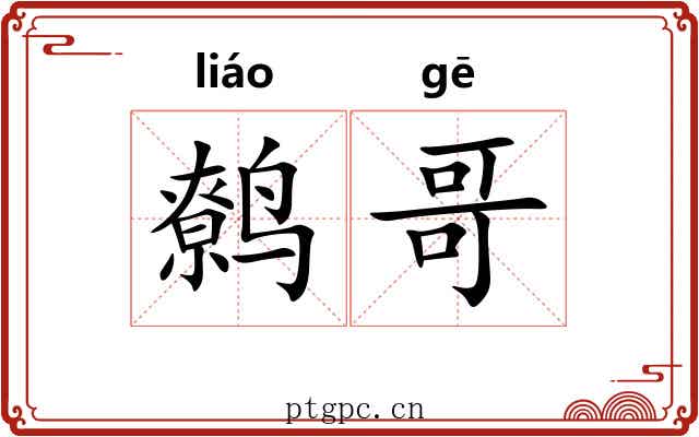 鹩哥