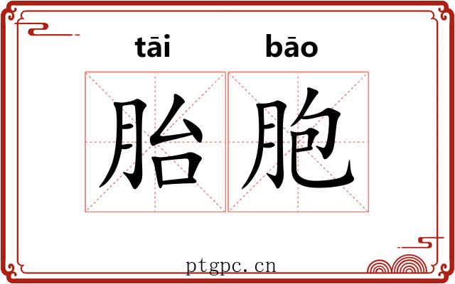 胎胞 胎胞