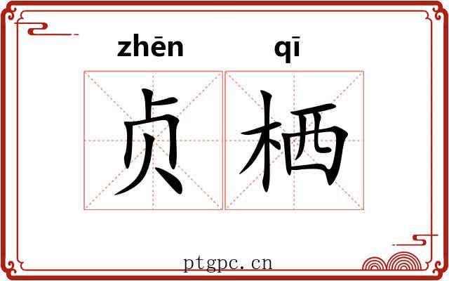 贞栖