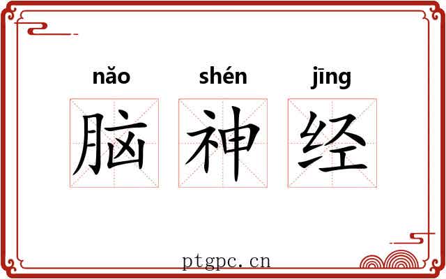 脑神经