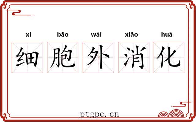 细胞外消化 细胞外消化