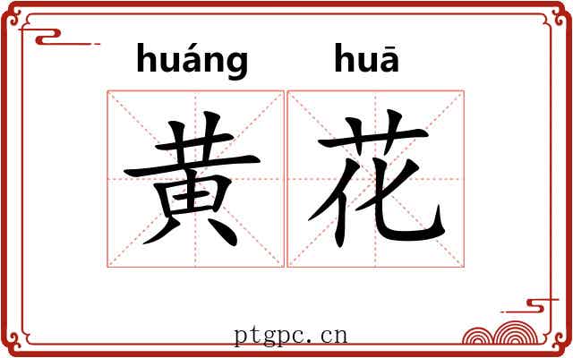 黄花 黄花