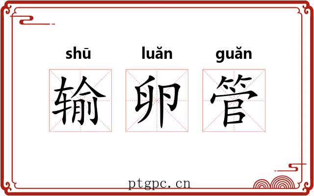 输卵管 输卵管