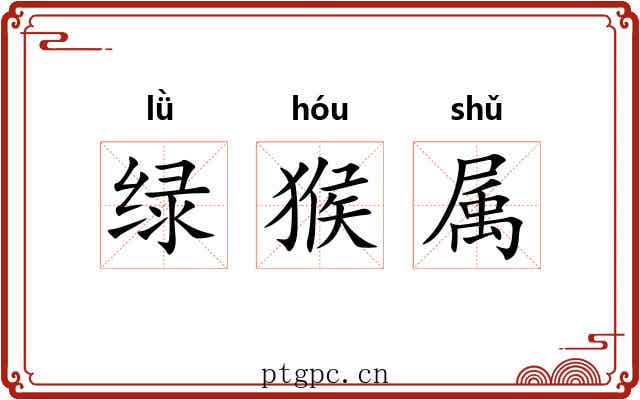绿猴属 绿猴属