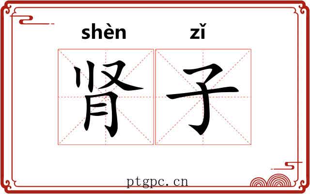 肾子 肾子