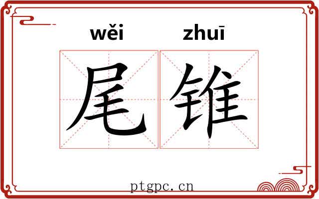 尾锥 尾锥