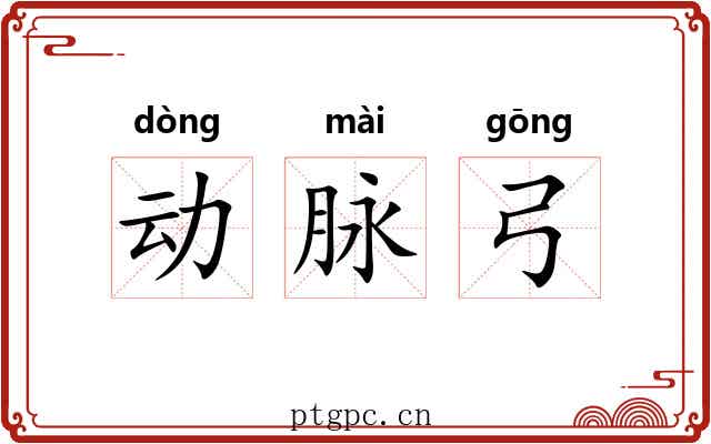 动脉弓 动脉弓