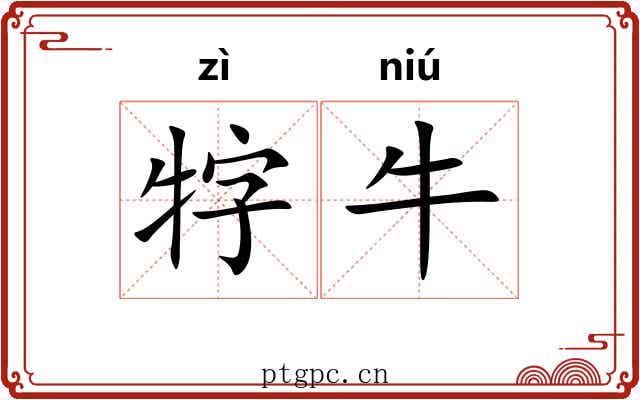牸牛