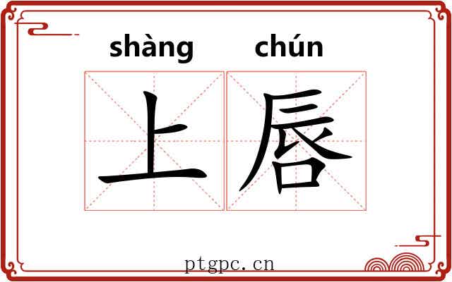 上唇
