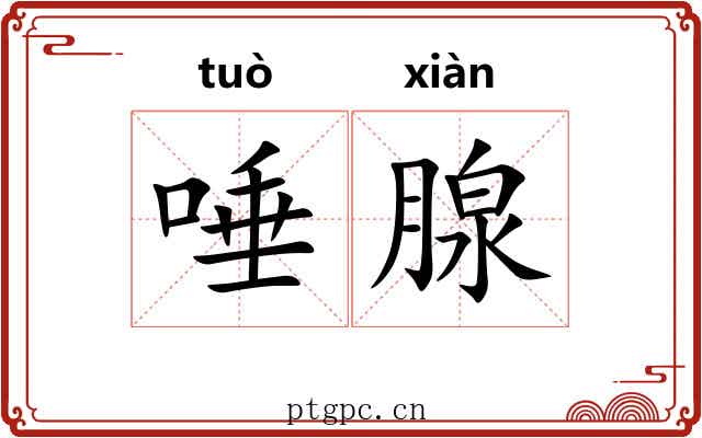 唾腺