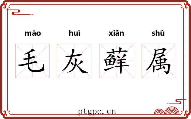 毛灰藓属 毛灰藓属