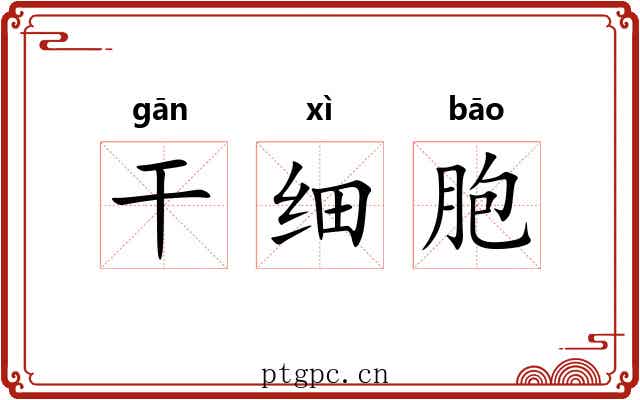 干细胞 干细胞