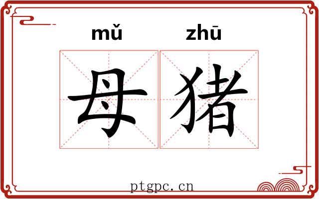 母猪