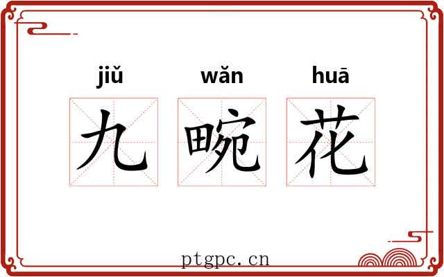 九畹花 九畹花