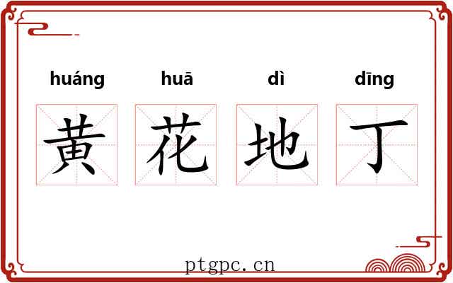 黄花地丁 黄花地丁