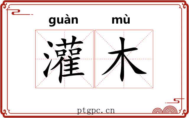 灌木