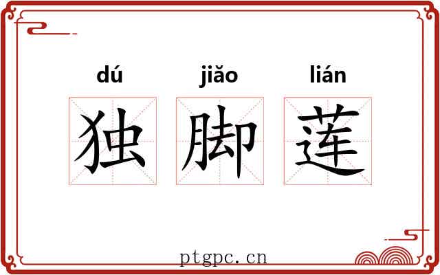 独脚莲 独脚莲