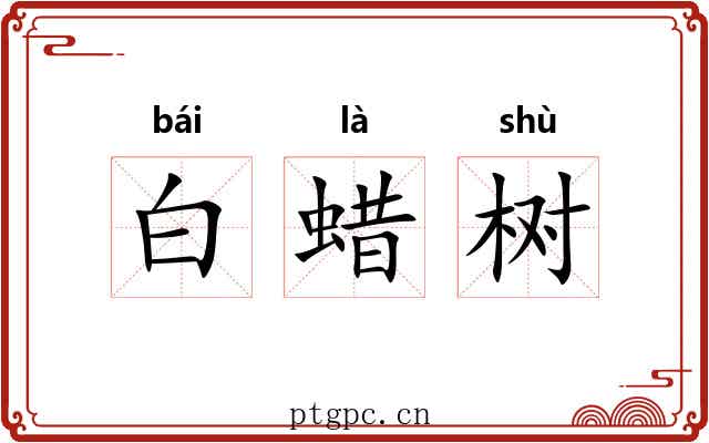 白蜡树