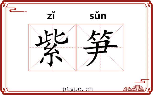 紫笋