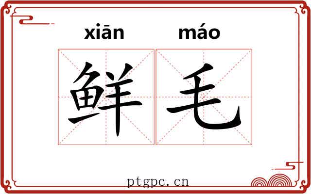 鲜毛 鲜毛