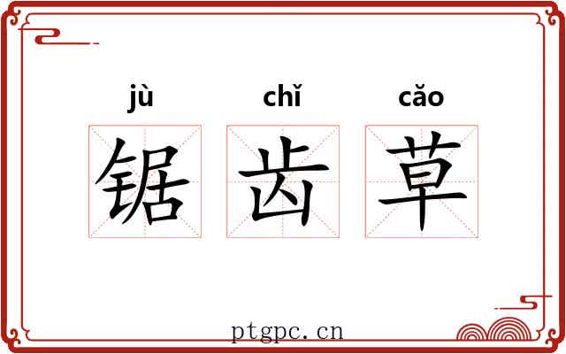 锯齿草 锯齿草