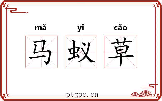 马蚁草