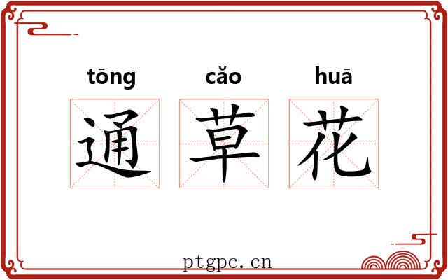 通草花 通草花