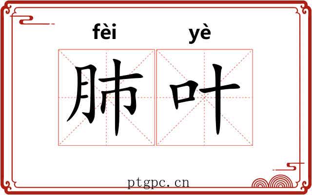 肺叶
