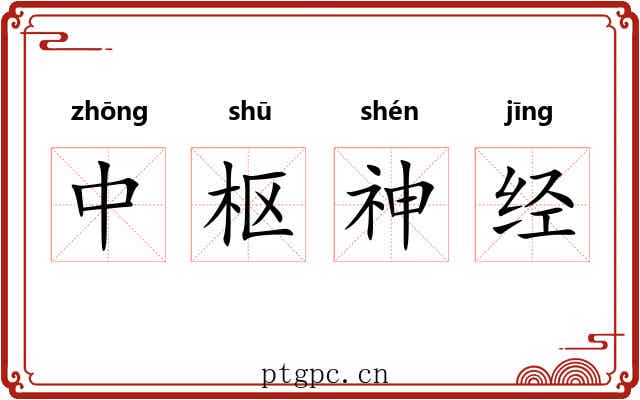 中枢神经 中枢神经