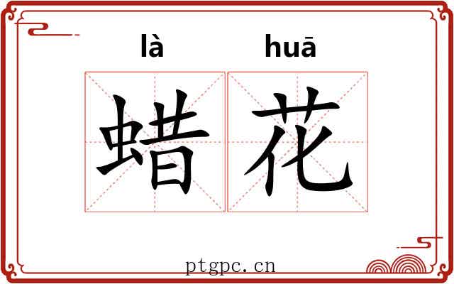 蜡花 蜡花