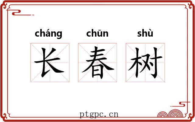 长春树 长春树