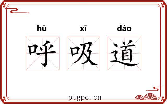 呼吸道 呼吸道