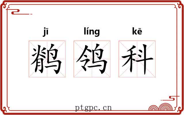 鹡鸰科