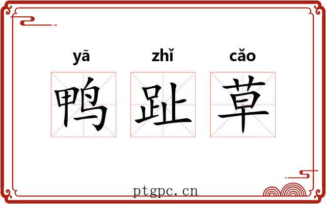 鸭趾草