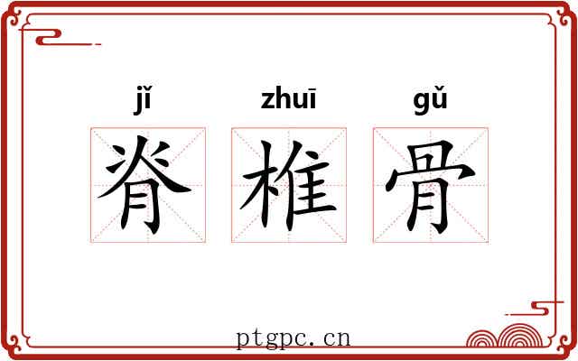 脊椎骨 脊椎骨