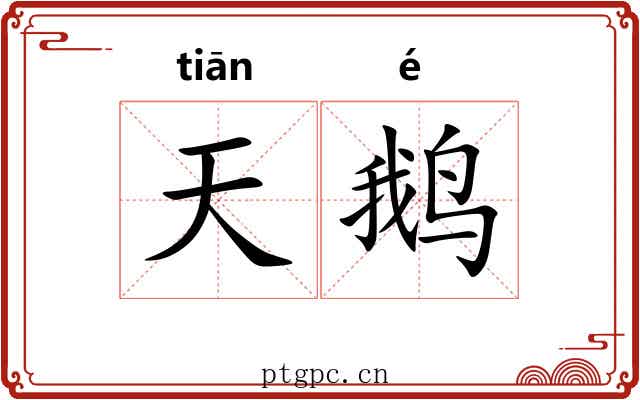 天鹅 天鹅