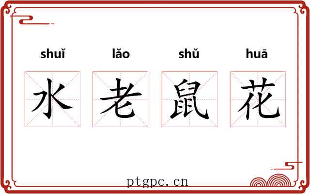 水老鼠花 水老鼠花
