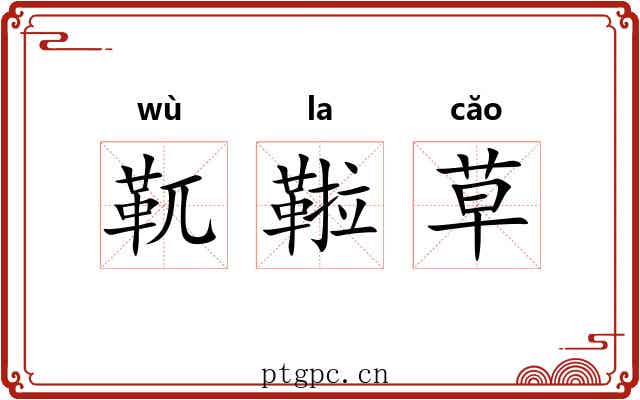 靰鞡草