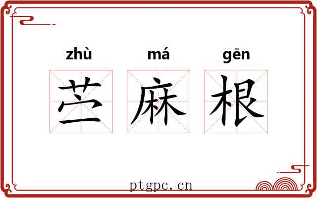 苎麻根 苎麻根