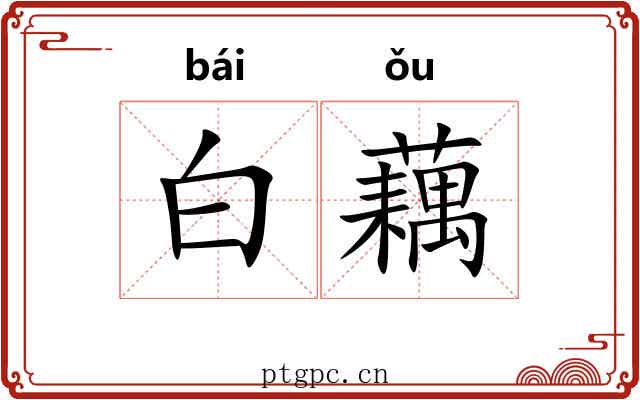 白藕 白藕