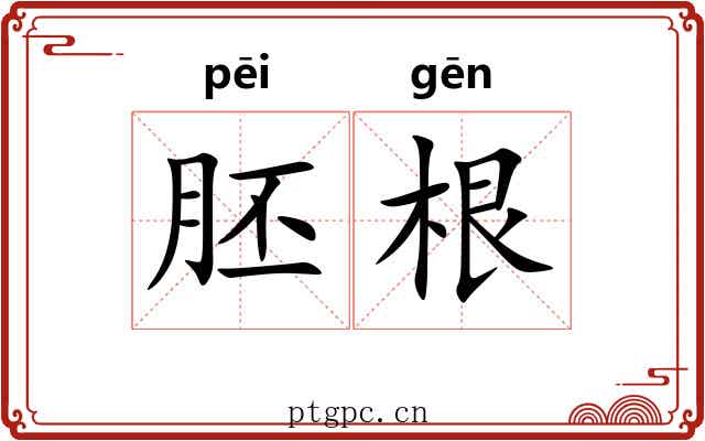 胚根