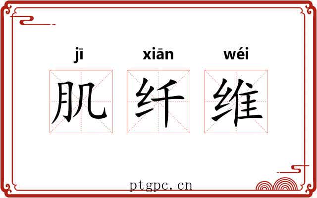 肌纤维 肌纤维
