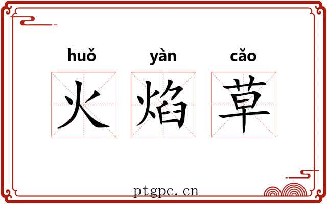 火焰草 火焰草