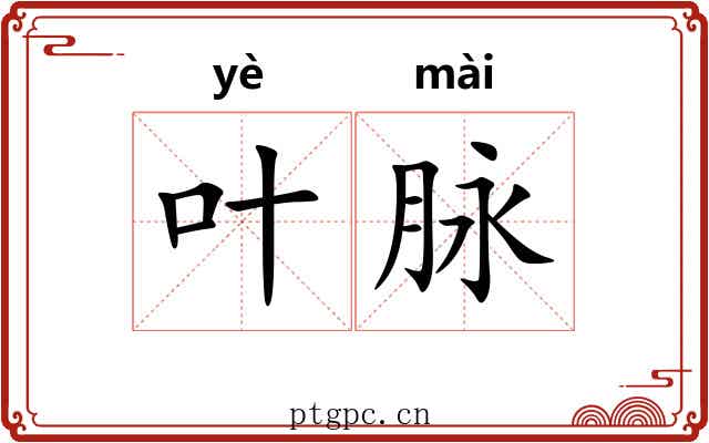 叶脉 叶脉